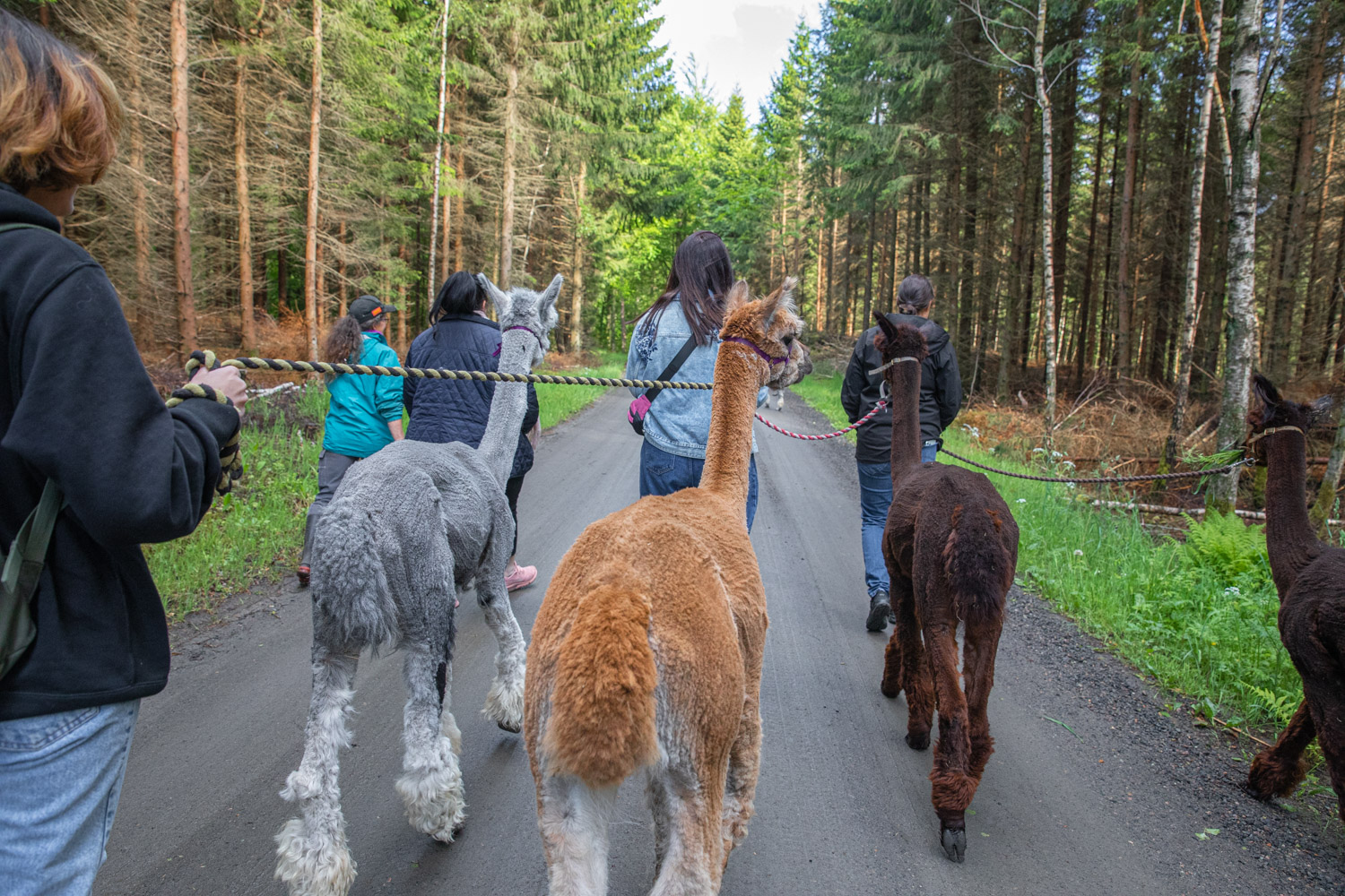 Fem kvinnor går på en solig skogsväg där fyra av kvinnorna har varsin alpacka i koppel.