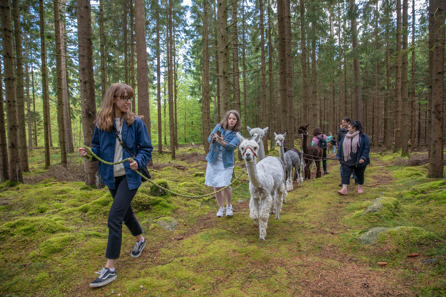 Flera kvinnor tar selfies med den alpacka de går med i koppel på en skogsstig.