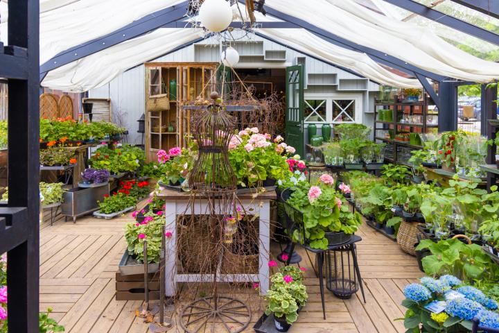 Utanför en blomsterbutik ser man pelargoner i massor, på bord, stolar och golv.